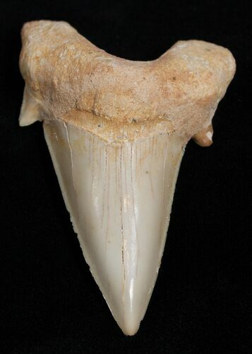 High Quality Otodus Fossil Shark Tooth #2225